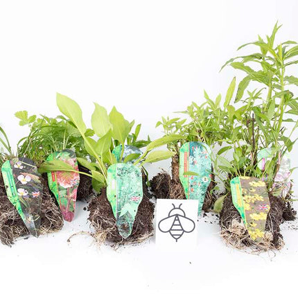 Marginal-Pond-Plants-8-Different-Varieties-Perfect-for-Bees-amp-Other-Pollinatin