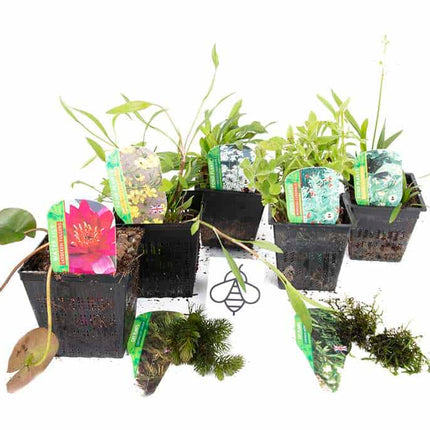 Lincolnshire Pond Plants Bee Pack Potted - BFPL02