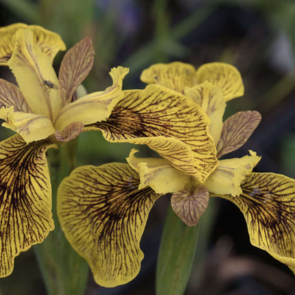 Iris pseudacorus 'Berlin Tiger'