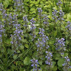 1 / 7cm Bareroot