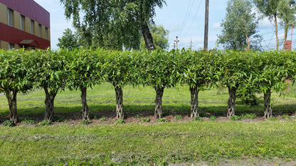 Salix Hybrid Americana Living Braided Willow Tree Sculpture 50cm, 15cm pot (50-08)