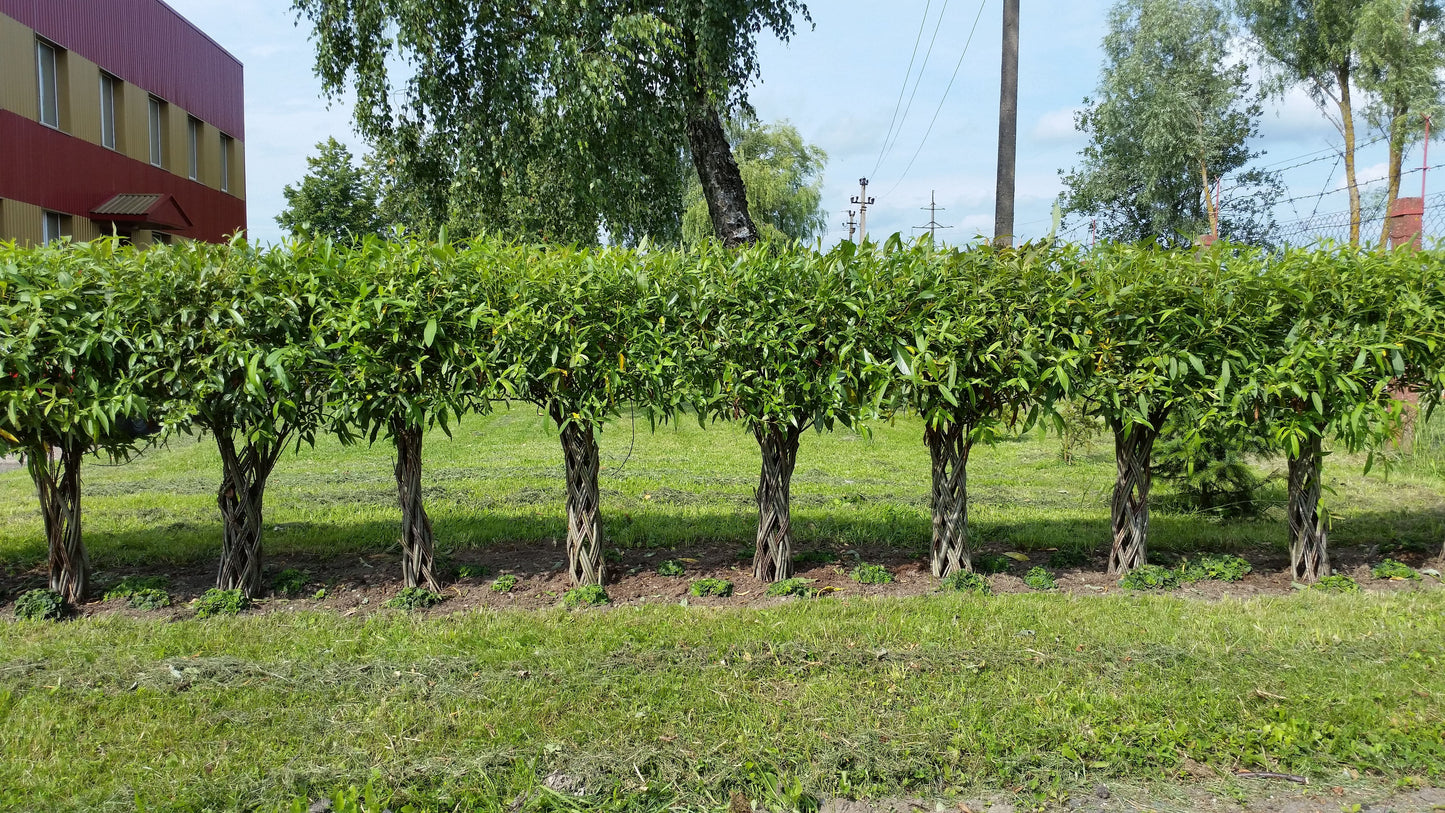 Salix Hybrid Americana Living Braided Willow Tree Sculpture 50cm, 15cm pot (50-09)