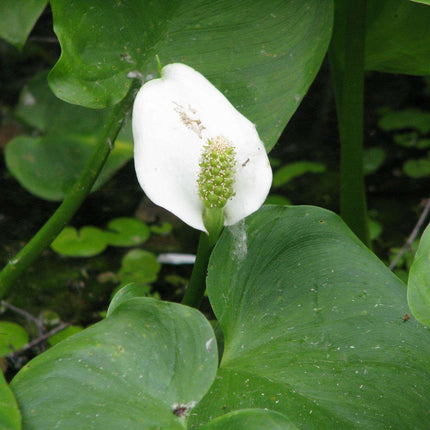 Calla palustris