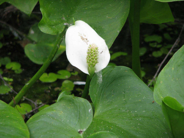 Calla palustris