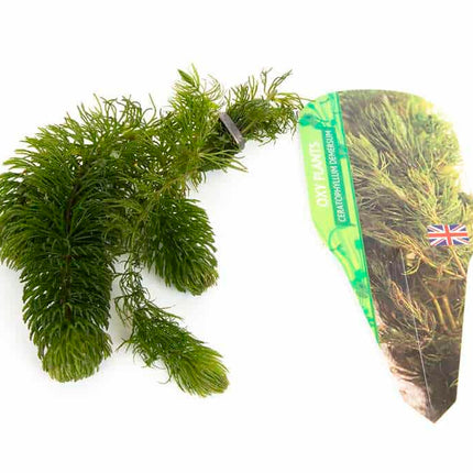 Pond Starter Packs - Pond topup Packs - Oxygenating - Compost and Pots Potted