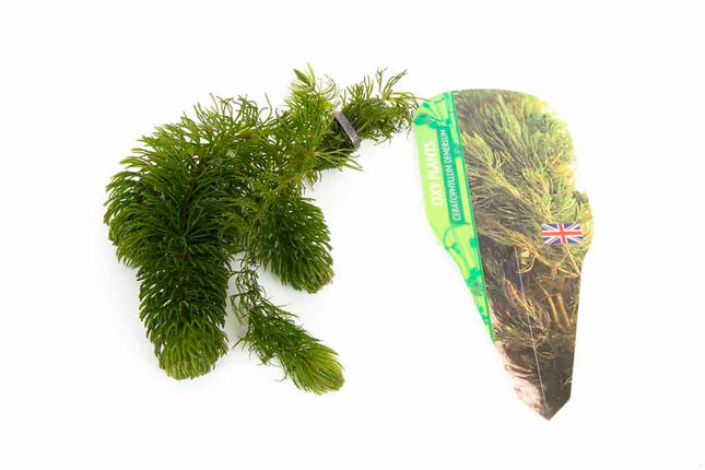 Ceratophyllum (Hornwort) - 1 - 50 Bunches / Oxygenating Pond Water Plants - Weighted - OX003