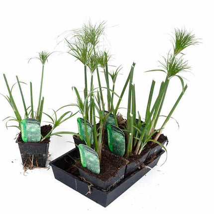 Cyperus percamenthus 'King Tut'