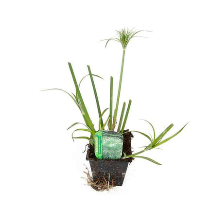 Cyperus percamenthus 'King Tut'
