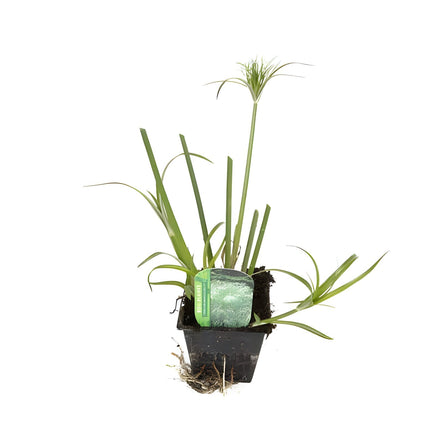 Cyperus papyrus 'King Tut' - Egyptian Papyrus, Pond Marginal Plant