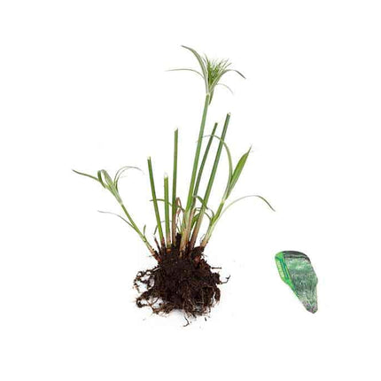 Cyperus percamenthus 'King Tut'