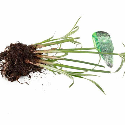 Cyperus percamenthus 'King Tut'