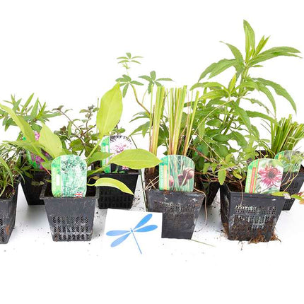 Lincolnshire Pond Plants dragonflies & damselflies  Marginal 8 Pack Potted -DD802