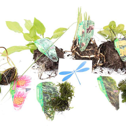 Premium Pond Starter Packs - Pond topup Packs - Oxygenating - Compost and Pots