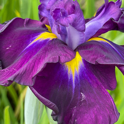 Iris ensata 'Eileens Dream'