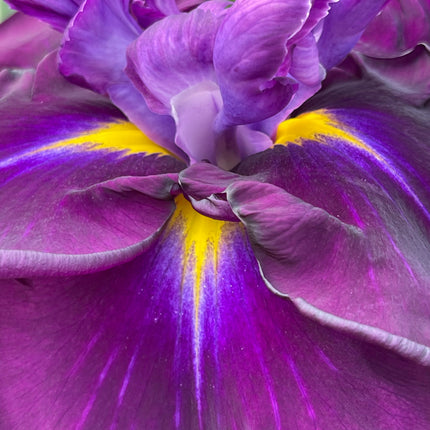 Iris ensata 'Eileens Dream'
