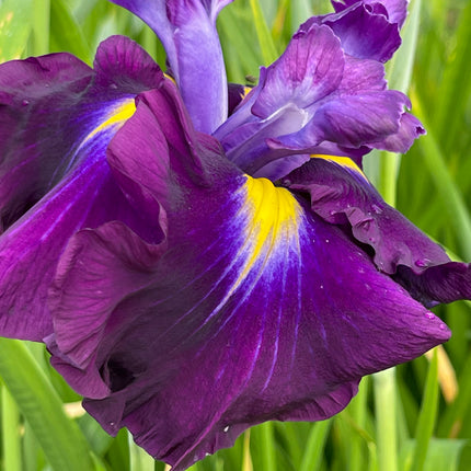Iris ensata 'Eileens Dream'