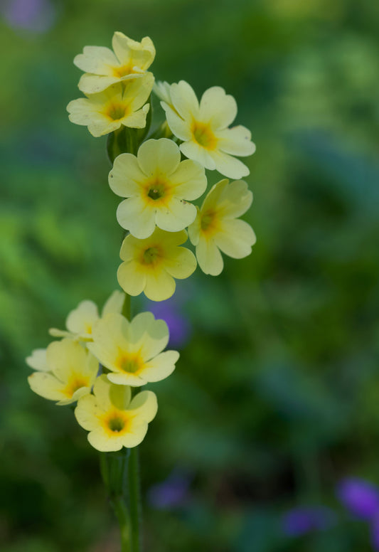 Primula Elatior - Marginal Pond Plants - BP096