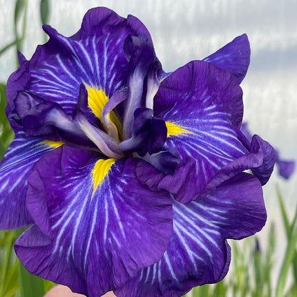Iris ensata 'Electric Rays'