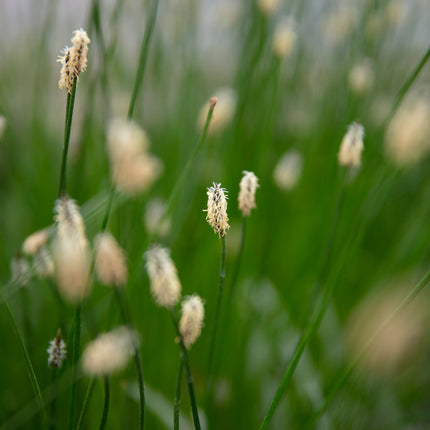 Eleocharis palustris