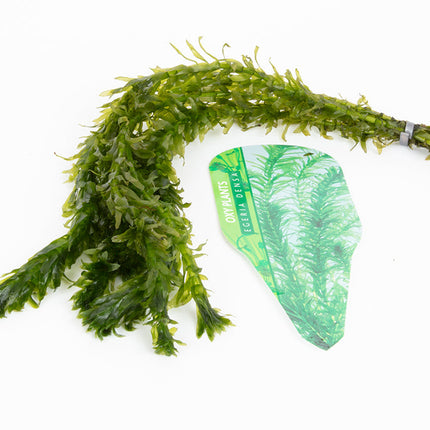 Egeria Densa - 1- 500 Bunches / Oxygenating Pond Water Plants/ weed - OX004