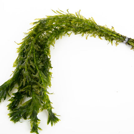 Egeria Densa - 1- 500 Bunches / Oxygenating Pond Water Plants/ weed - OX004