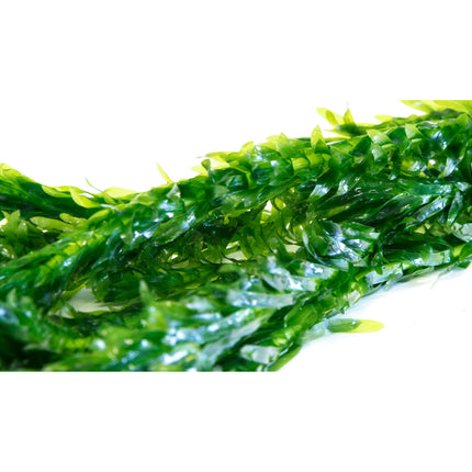 Egeria Densa - 1- 500 Bunches / Oxygenating Pond Water Plants/ weed - OX004
