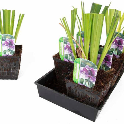 Iris ensata 'Activity'