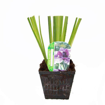 Iris ensata 'Activity'