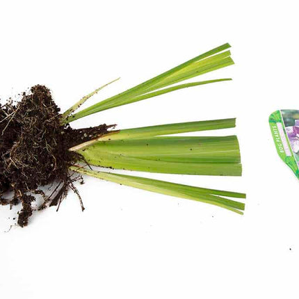 Iris ensata 'Activity'