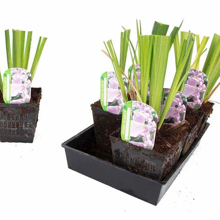 Iris ensata 'Darling'