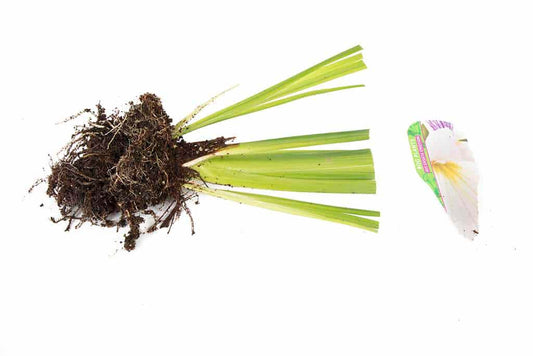 Iris Ensata Emotion - Marginal Pond Plants - BP057
