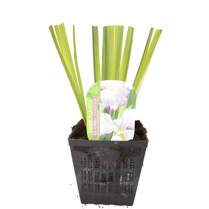 Iris ensata 'Gracieuse'