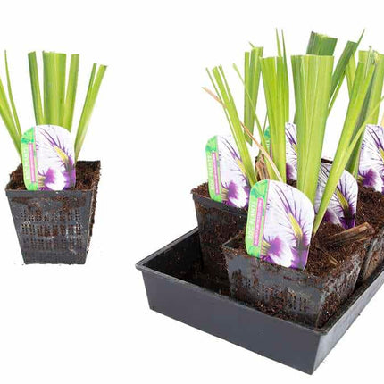 Iris ensata 'Greywoods Catrina'