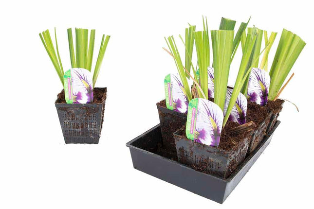 Iris ensata 'Greywoods Catrina'