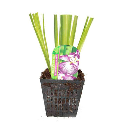 Iris ensata 'Laughing Lion'
