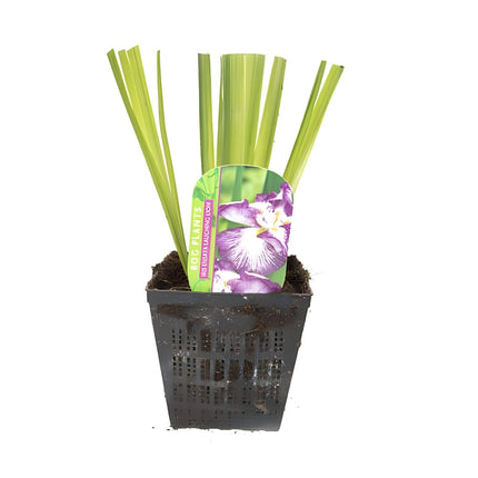 Iris ensata 'Laughing Lion'