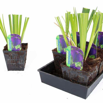 Iris ensata 'Loyalty'
