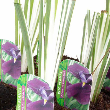 Iris ensata 'Variegata'