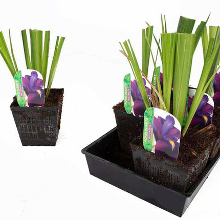 Iris ensata (Iris kaempferi)