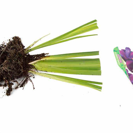 Iris ensata (Iris kaempferi)