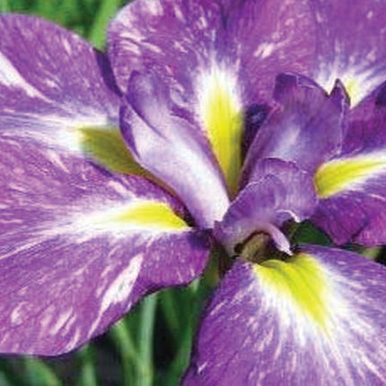 Iris ensata 'Laughing Lion'