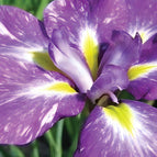 1 / 7cm Bareroot