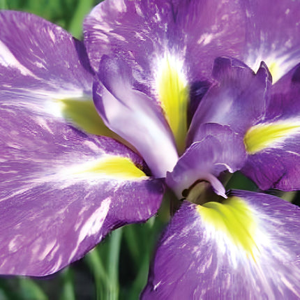 Iris ensata 'Laughing Lion'