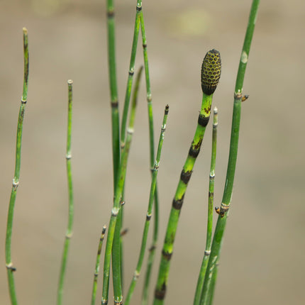Equisetum hyemale