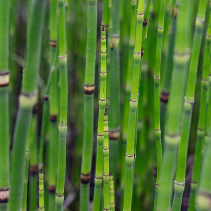 Equisetum hyemale