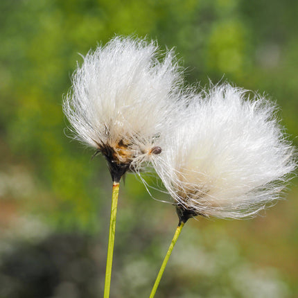 Eriophorum angustifolium