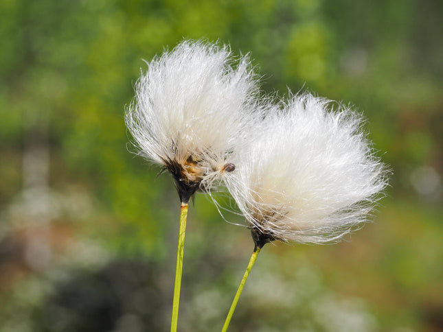 Eriophorum angustifolium