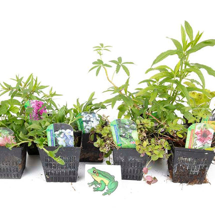 Lincolnshire Pond Plants Frog Marginal 8 Pack Potted - FF802