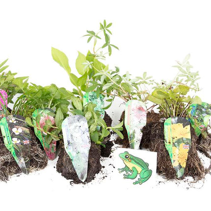 Lincolnshire Pond Plants Frog Marginal 8 Pack - FF801