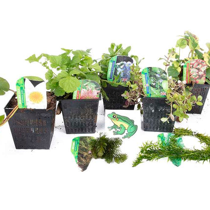 Lincolnshire Pond Plants Frog Pack potted - FFPL02